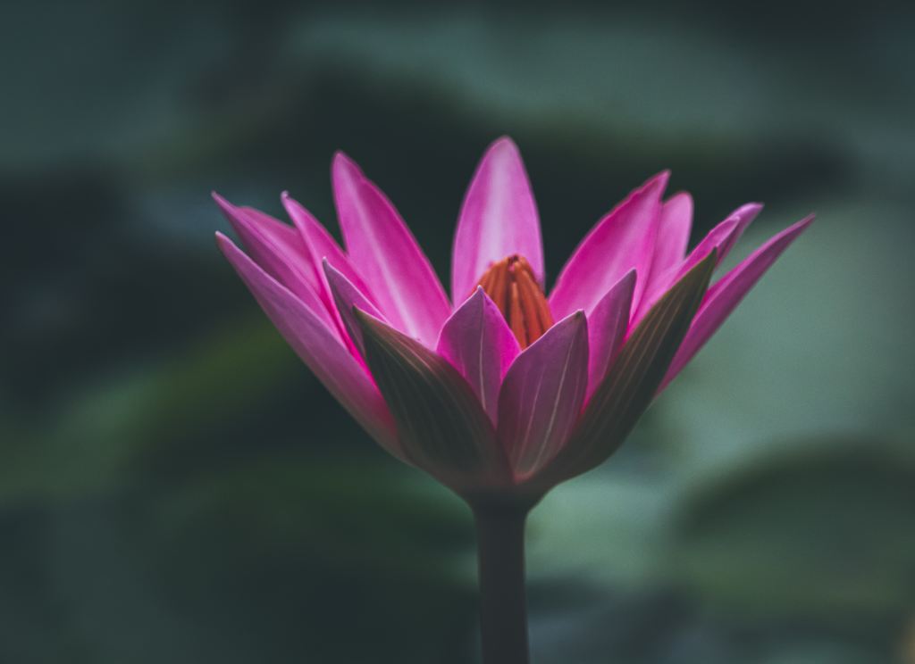 Ayurveda blooming lotus in India