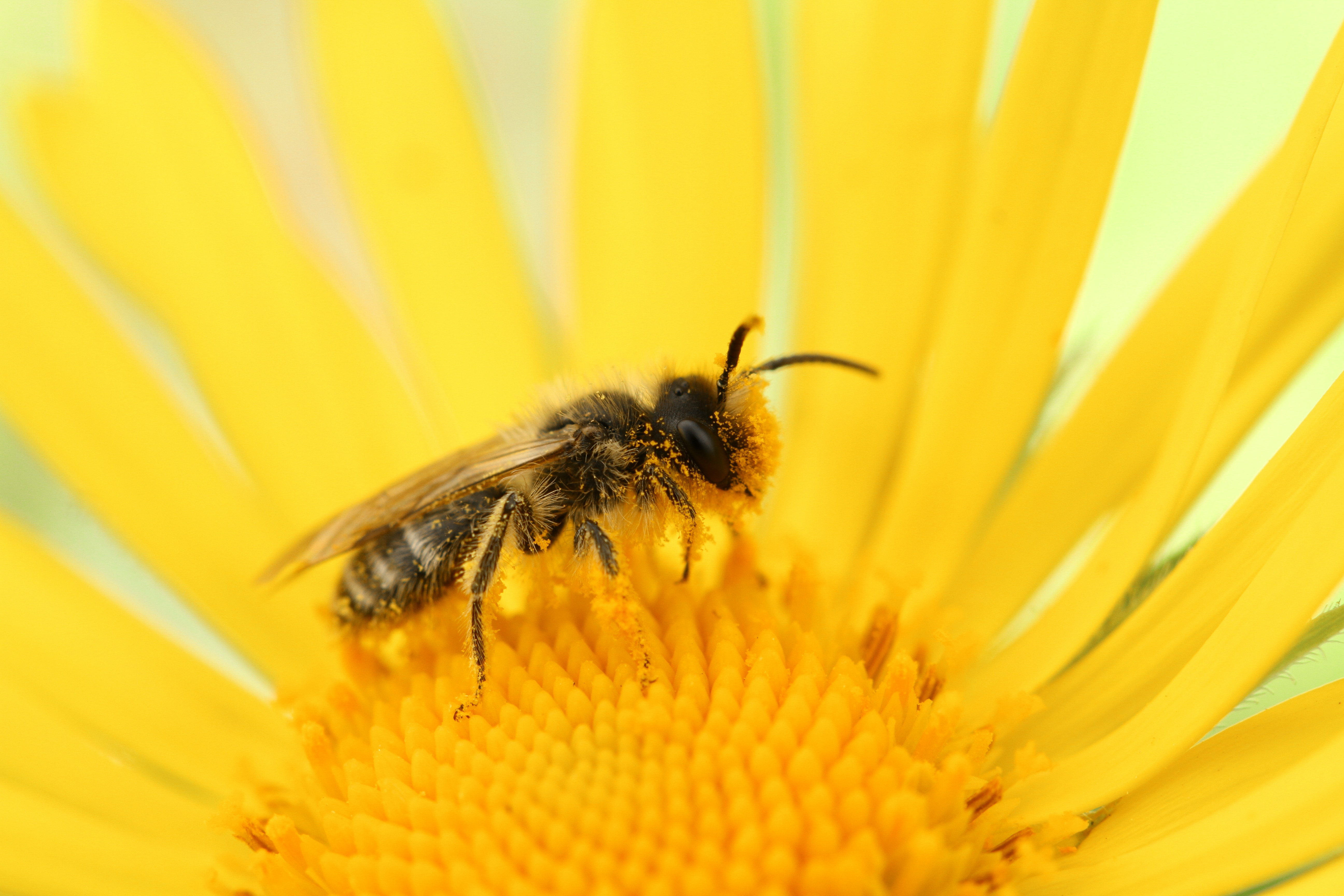 Dealing with a Bee Sting: Immediate Actions and Effective Remedies