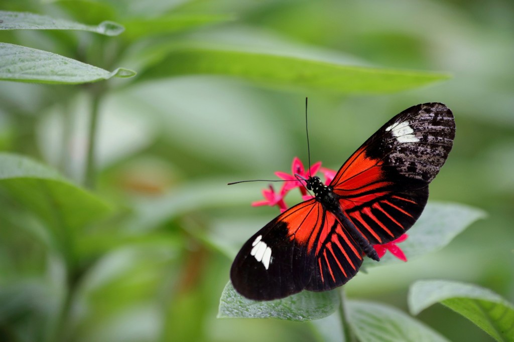 Spring Yard Preparation : Butterflies