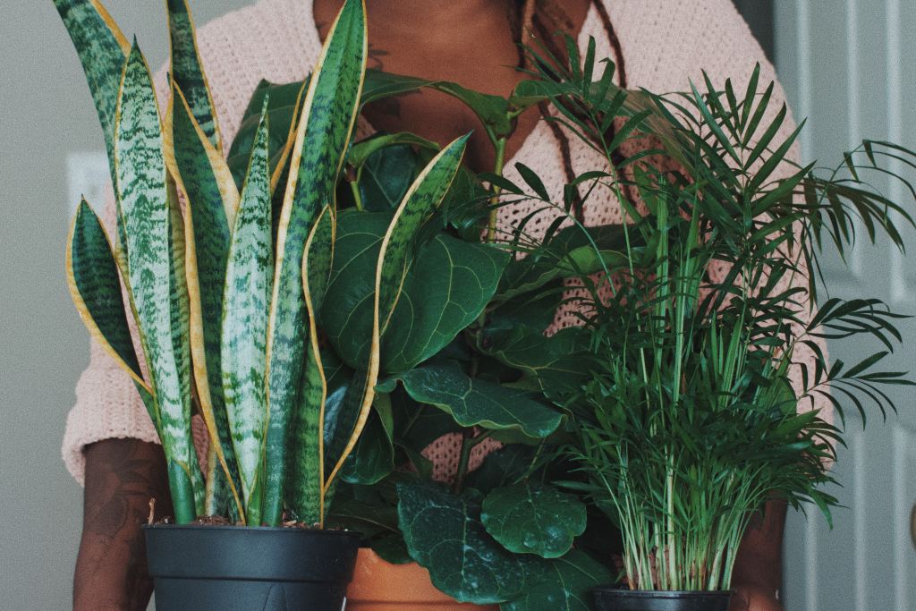 Nature’s Air Filters: The Science Behind Houseplants as Health&nbsp;Protectors